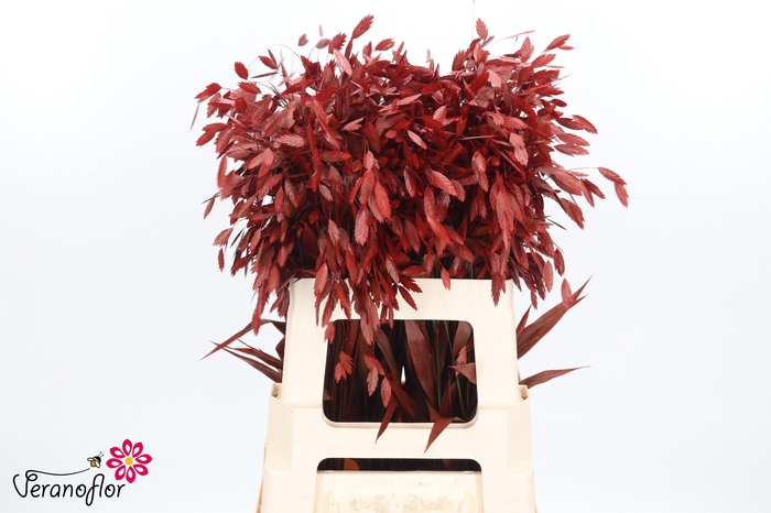 <h4>Chasmanth Klb Rood 60 Cm</h4>