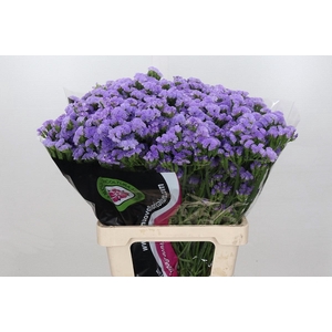 Limonium Statice Donau Birds