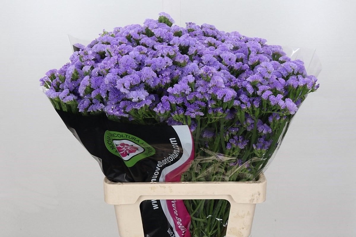 <h4>Limonium Statice Donau Birds</h4>