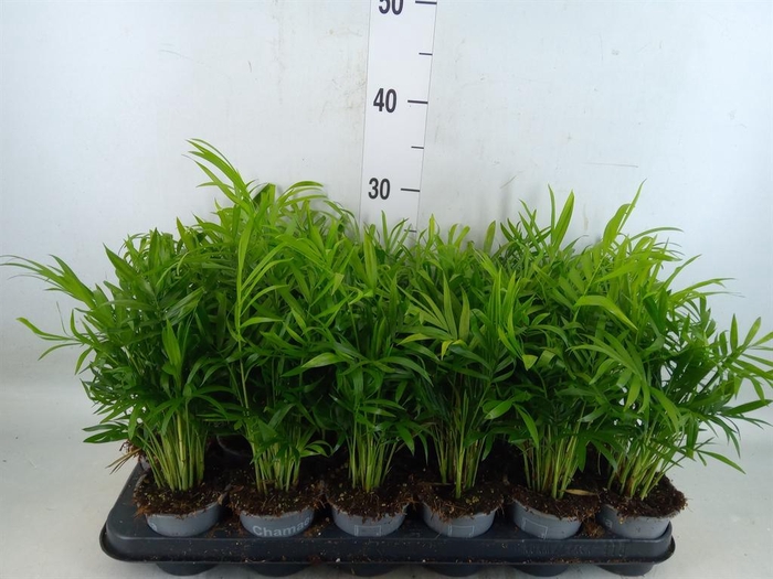 <h4>Chamaedorea elegans</h4>
