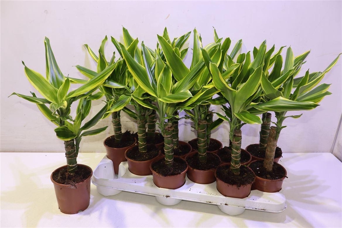 <h4>Dra Frag Gold Coast</h4>