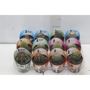 CACTUS RAIZ PROPRIA P09