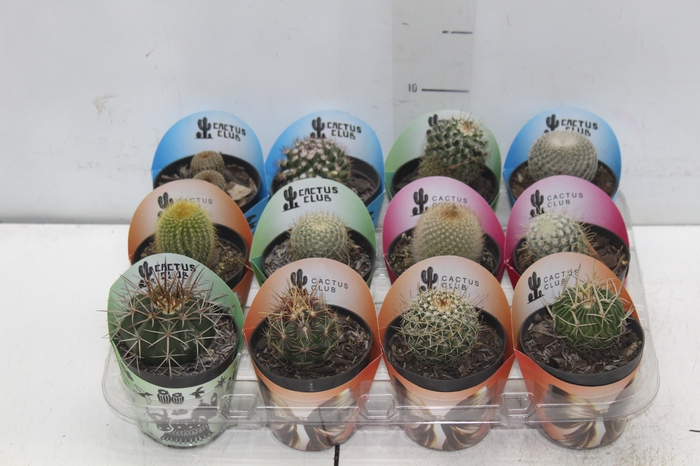 <h4>CACTUS RAIZ PROPRIA P09</h4>