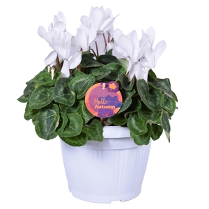Cyclamen in Patiopot wit ton sur ton