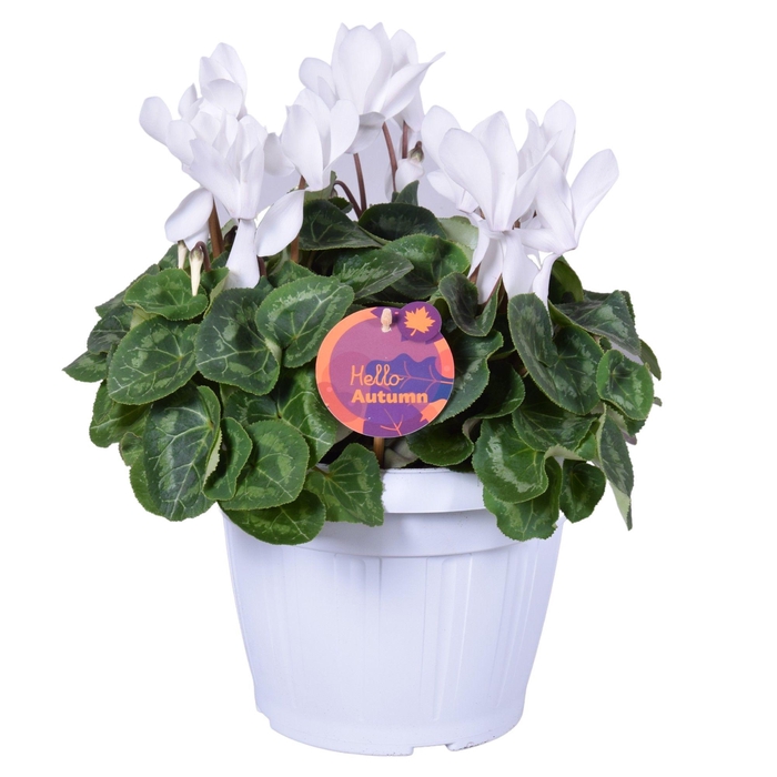 <h4>Cyclamen in Patiopot wit ton sur ton</h4>