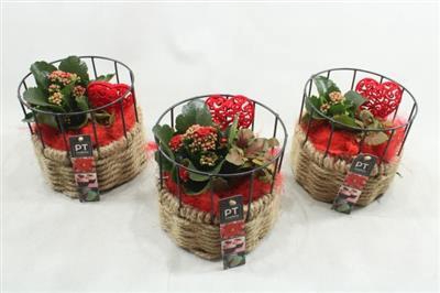 <h4>2352 Rood Mand+rek</h4>