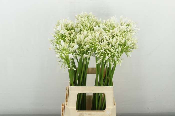 <h4>Agap White Heaven</h4>