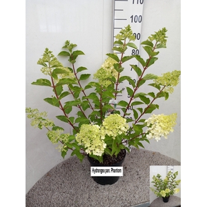 HYDR PANICULATA