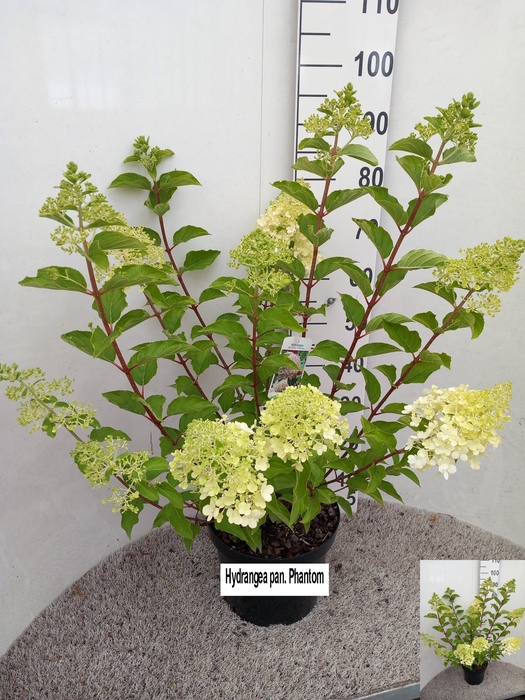 <h4>HYDR PANICULATA</h4>