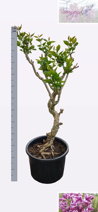 <h4>SYRI V SENSATION</h4>