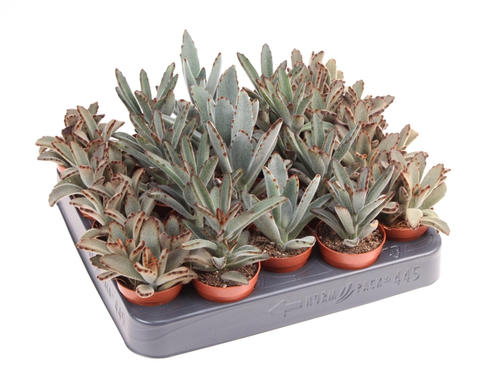 <h4>Kalanchoe Tomentosa Mix</h4>