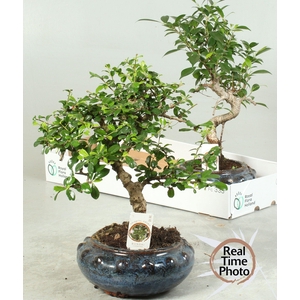 BONSAI GEM