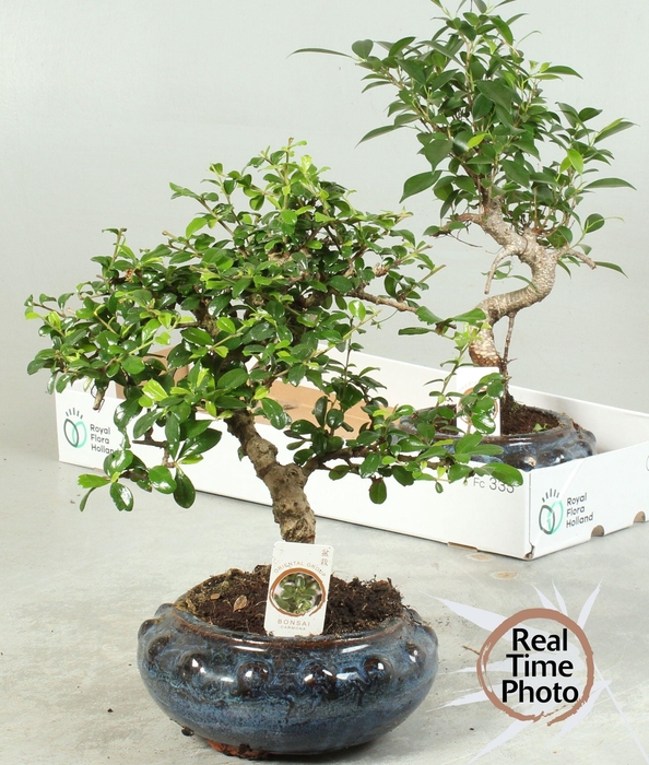 <h4>BONSAI GEM</h4>