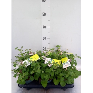Pelargonium   ...mix smelling
