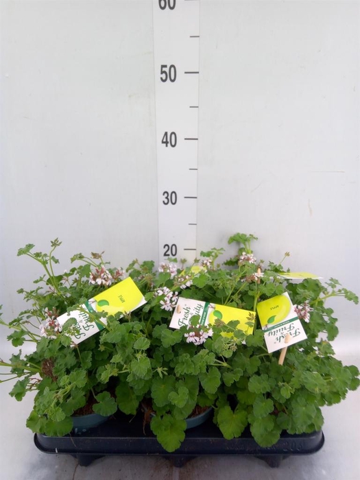 <h4>Pelargonium   ...mix smelling</h4>