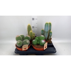 Cactus   ...mix