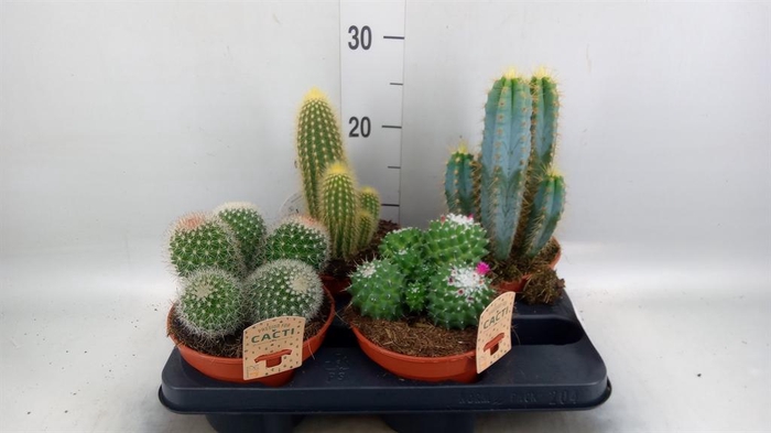 <h4>Cactus ...mix</h4>