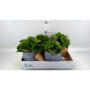 Arr. Kamerplant Groen L%