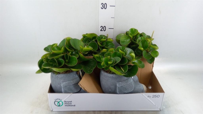 <h4>Arr.   Kamerplant Groen L%</h4>