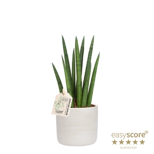 SANSEVIERIA CYLINDRICA P10