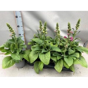 DIGI PURPUREA