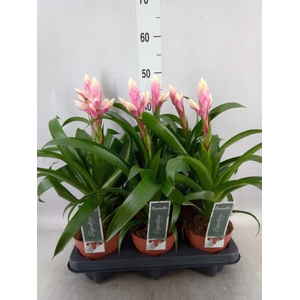 Guzmania  'Candy'