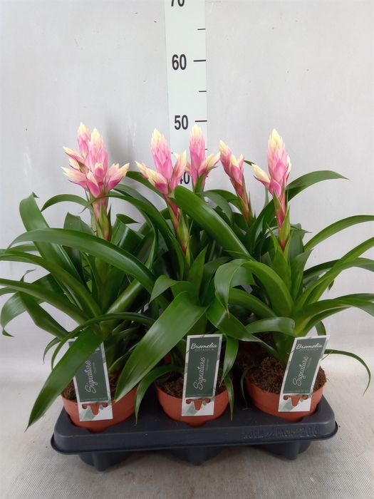 <h4>Guzmania  'Candy'</h4>