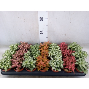 Fittonia   ...mix 7