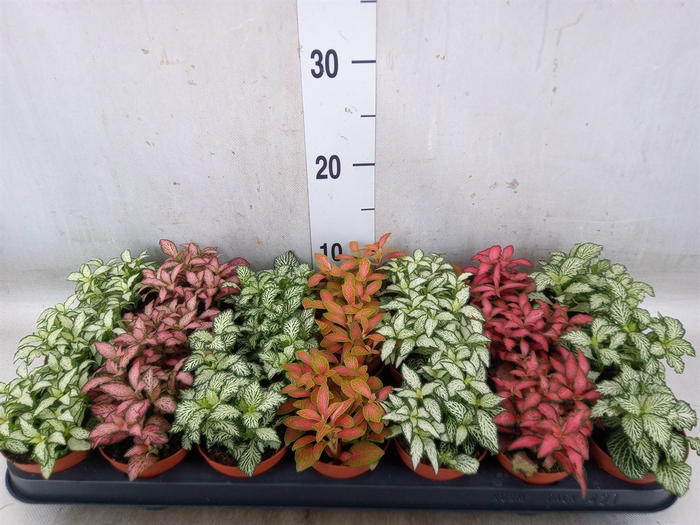 <h4>Fittonia   ...mix 7</h4>