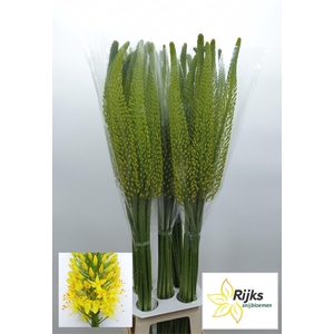 EREMURUS BOLERO