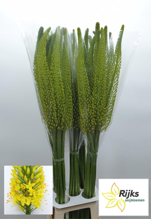<h4>EREMURUS BOLERO</h4>