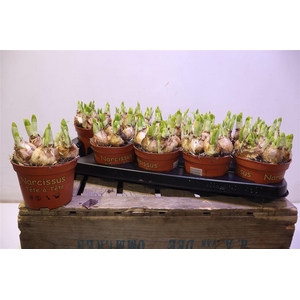 arr8 Narc O Tete A Tete