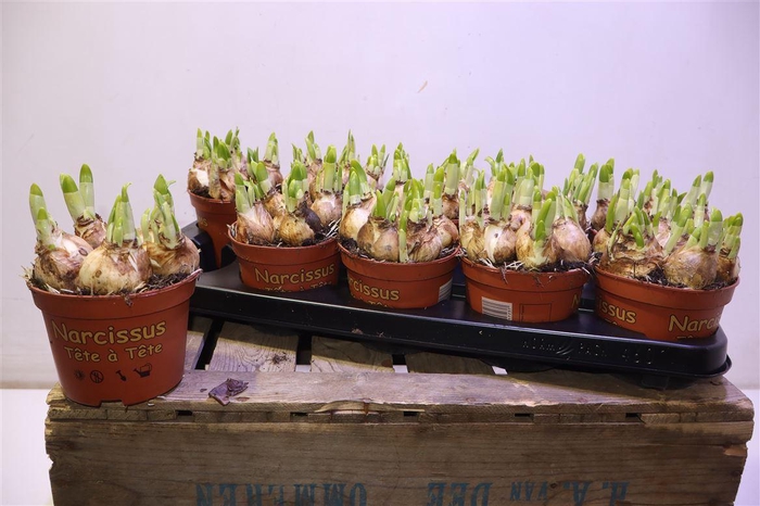 <h4>arr8 Narc O Tete A Tete</h4>