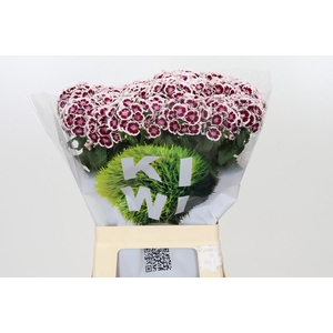 Dianthus Br Kiwi Maroon XXL