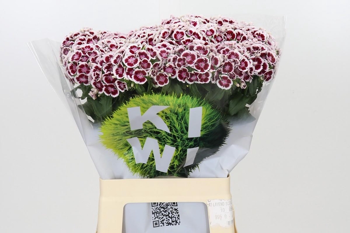 <h4>Dianthus Br Kiwi Maroon XXL</h4>