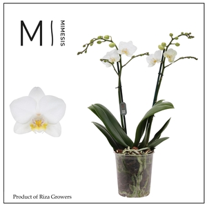 Phalaenopsis Snowflake 2 spike - 12cm | Mimesis