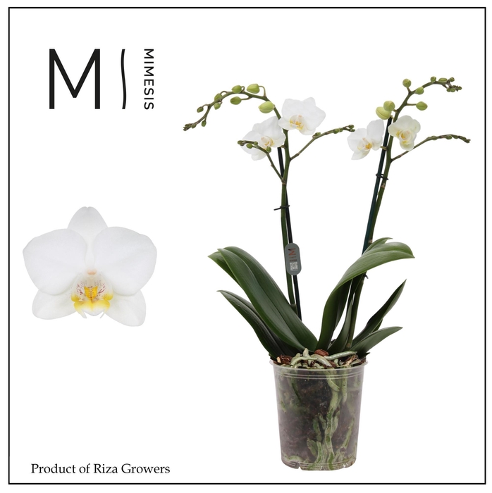 <h4>Phalaenopsis Snowflake 2 spike - 12cm | Mimesis</h4>