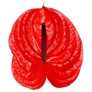 Anthurium Impulz