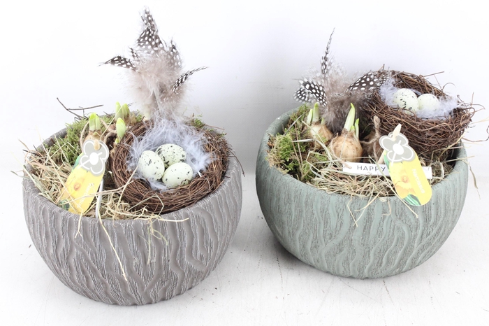 <h4>arr4 Narcis PL - Ker. schaal Vinga</h4>