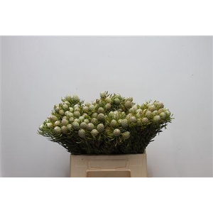 Kaaps Jade Pearl Single