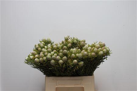 <h4>Kaaps Jade Pearl Single</h4>