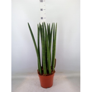 Sansevieria cyl.  ...
