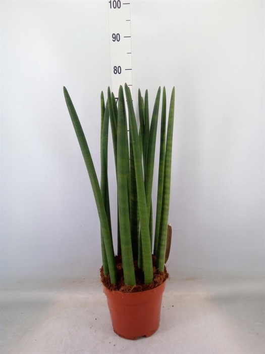 <h4>Sansevieria cyl.  ...</h4>