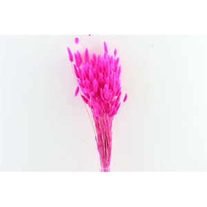 Dried Lagurus Cerise Bunch Poly