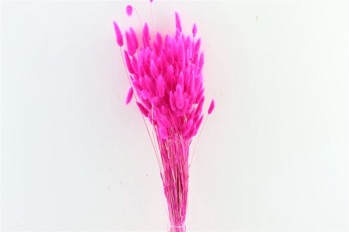 <h4>Dried Lagurus Cerise Bunch Poly</h4>