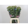 Oxypetalum Tweedia Blue