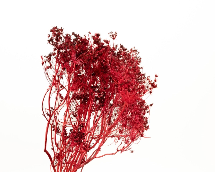 Bupleurum Red