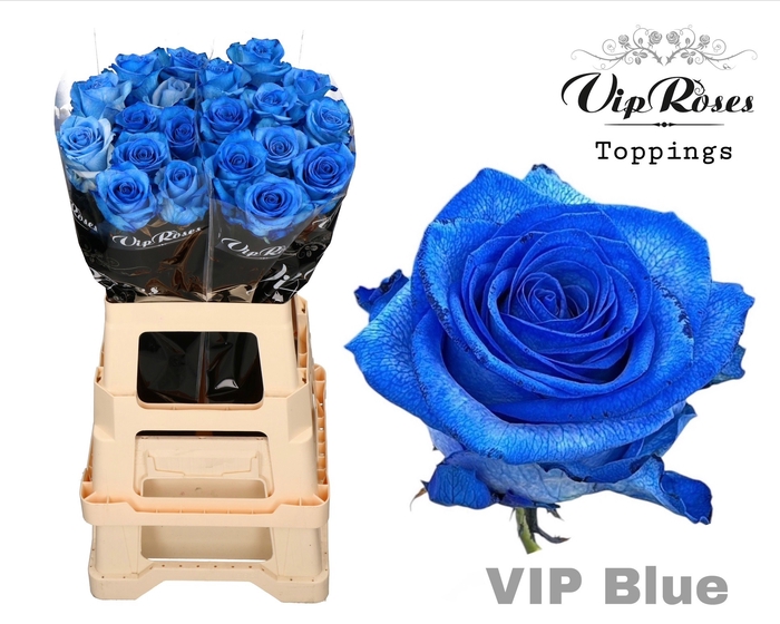 <h4>R GR VIP BLUE 65CM</h4>