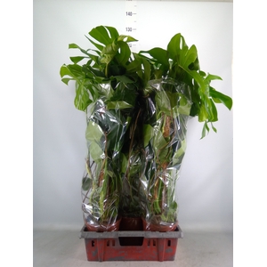 Monstera delic.
