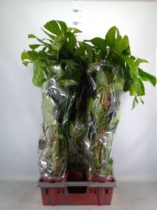 <h4>Monstera delic.</h4>